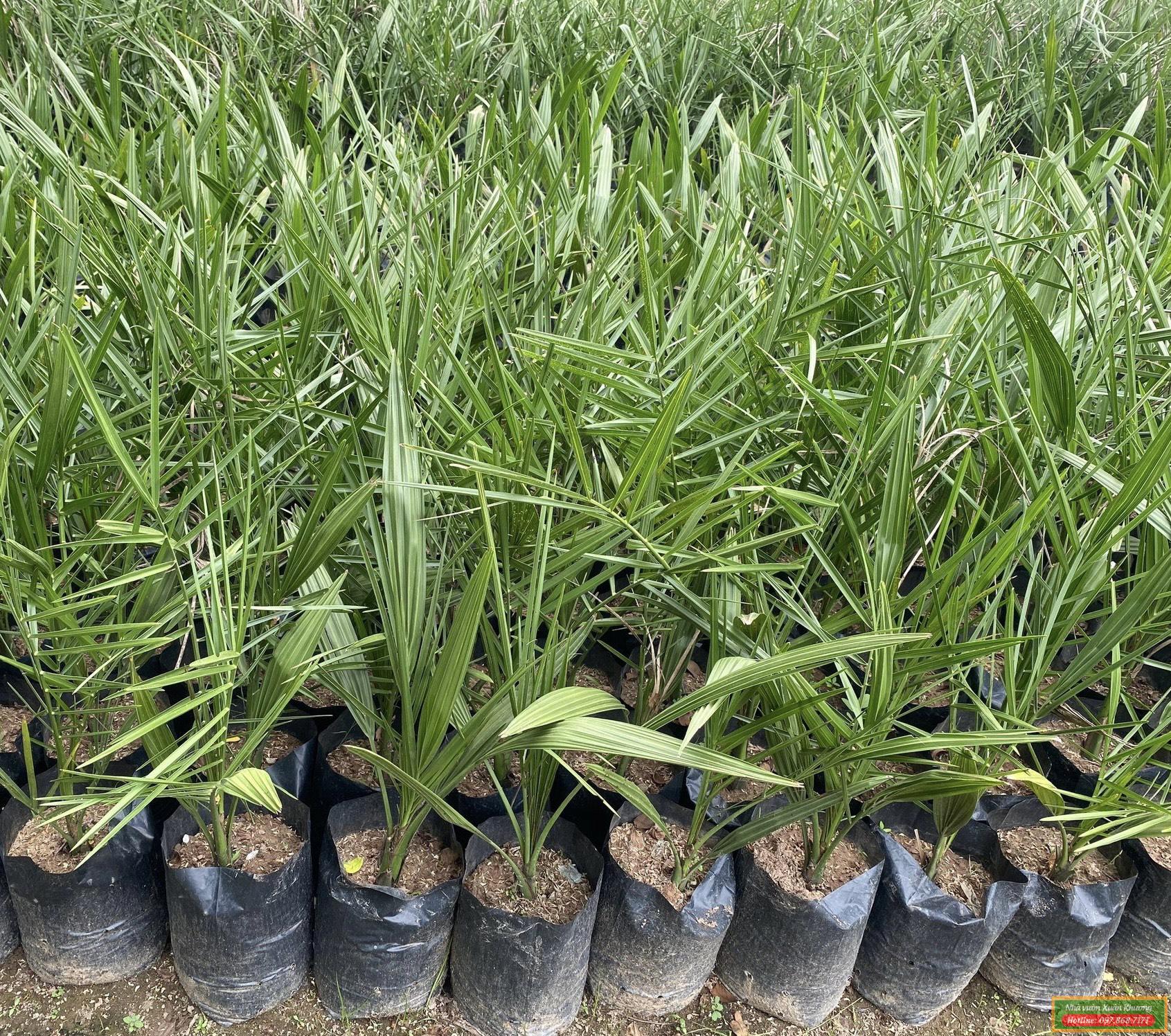 cây chà là giống (3)