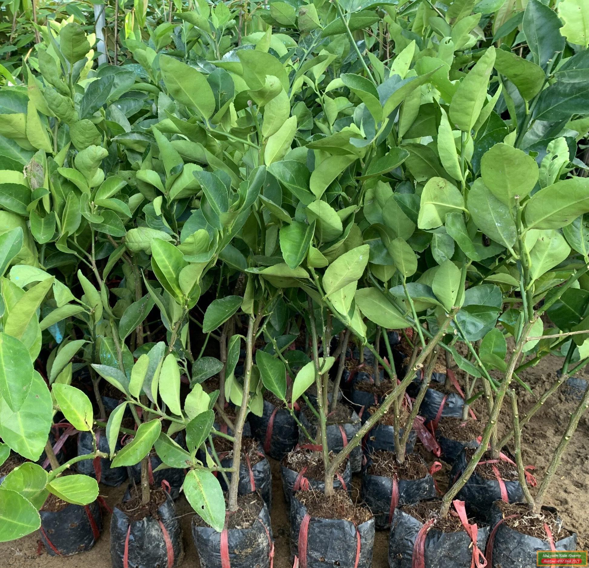 cây chanh không hạt giống (2)