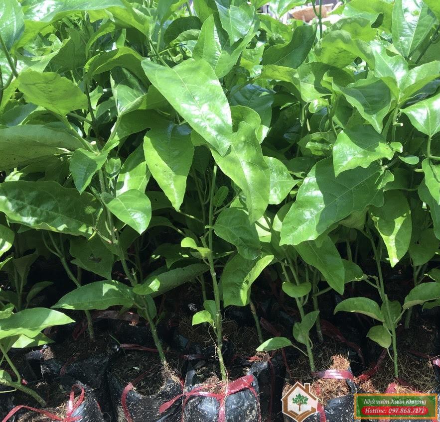 cây chanh leo giống (2)