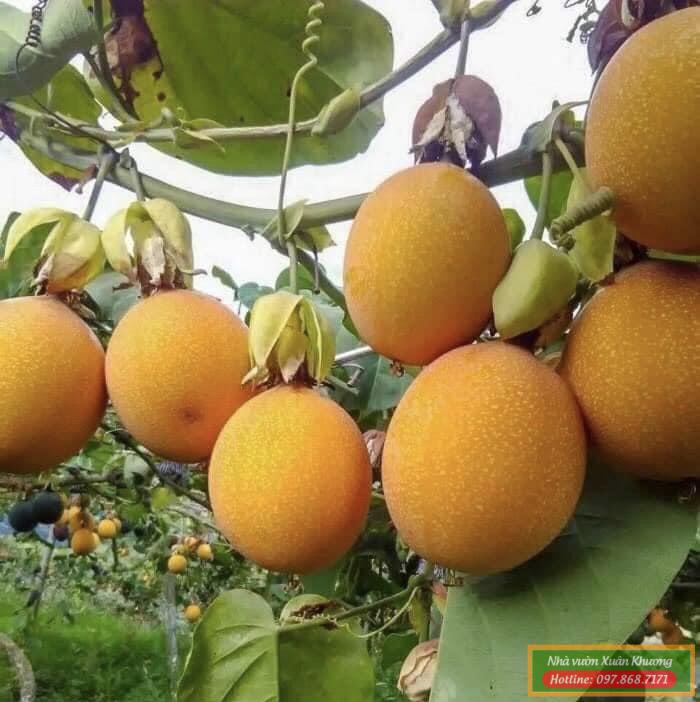 cây chanh leo ngọt colombia (1)