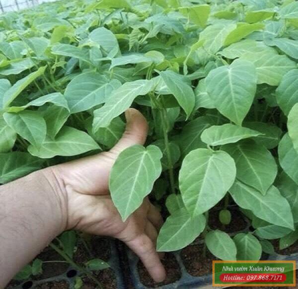 cây chanh leo ngọt colombia giống