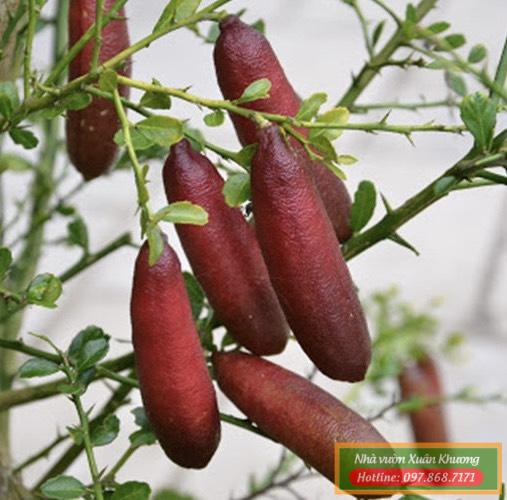 cây chanh ngón tay (3)