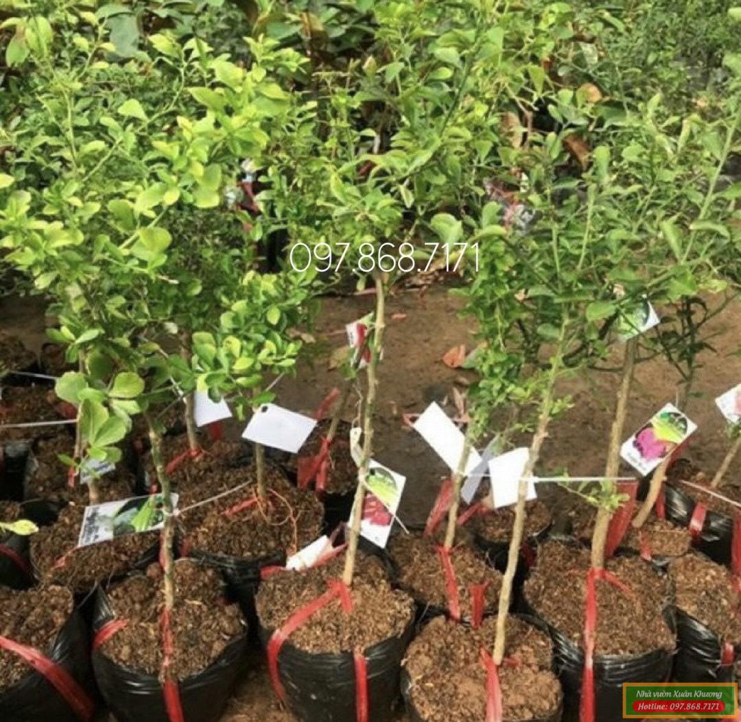 cây chanh ngón tay giống