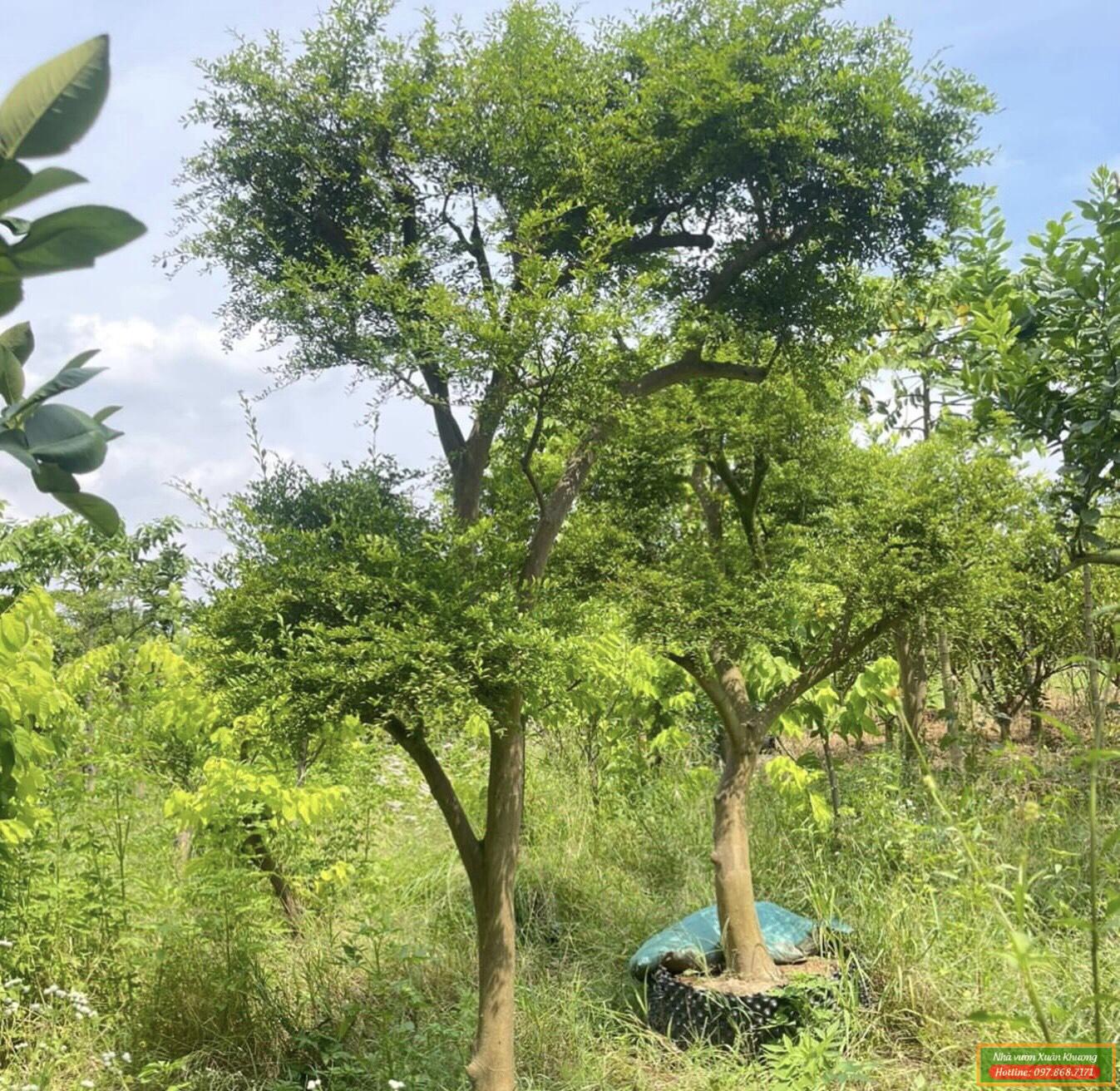 cây chanh ngón tay trưởng thành (2)