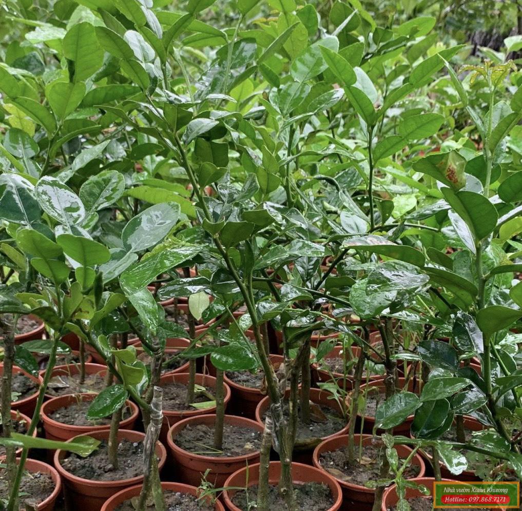 cây chanh thái lan giống (2)