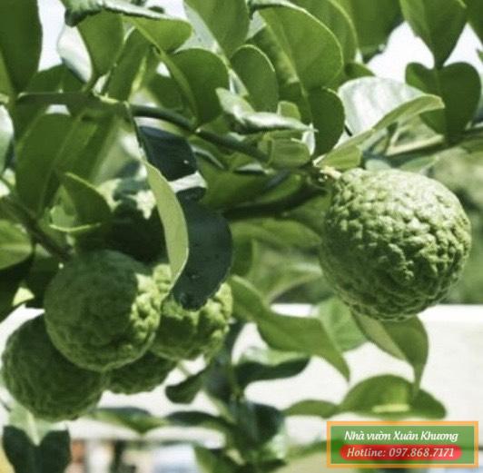 cây chanh thái lan