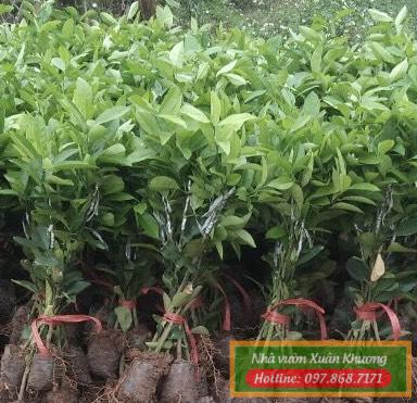 cây chanh tứ quý giống (1)