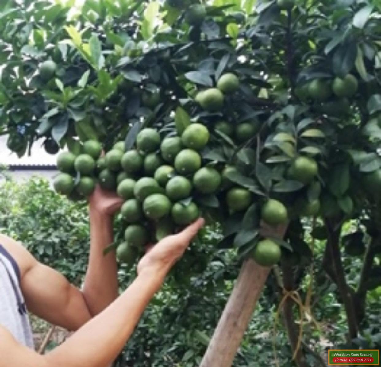 cây chanh tứ quý