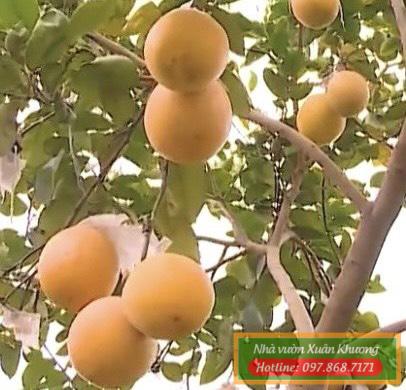 cây chanh vàng khổng lồ (1)