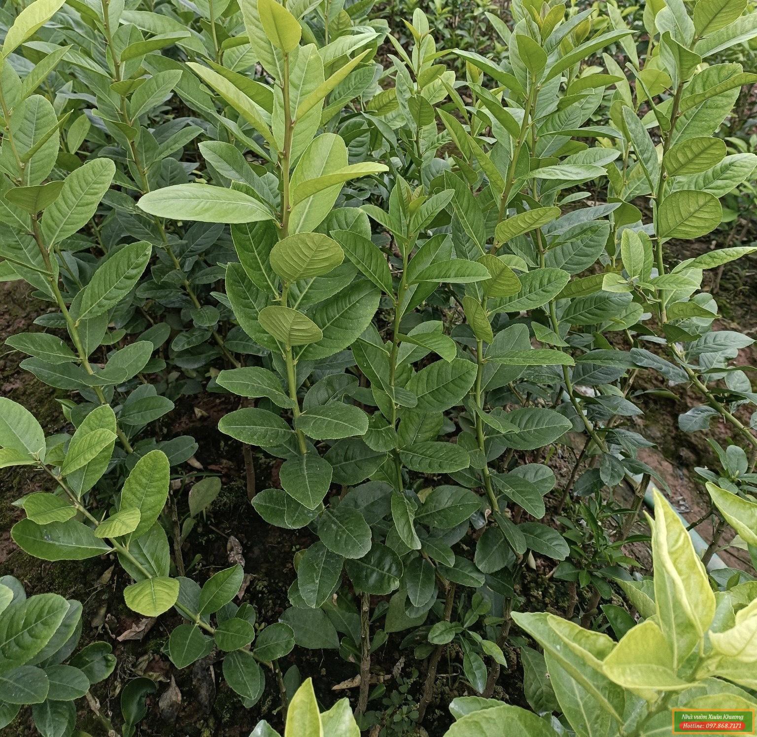 cây chanh vàng mỹ giống (2)