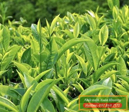 cây chè xanh (2)