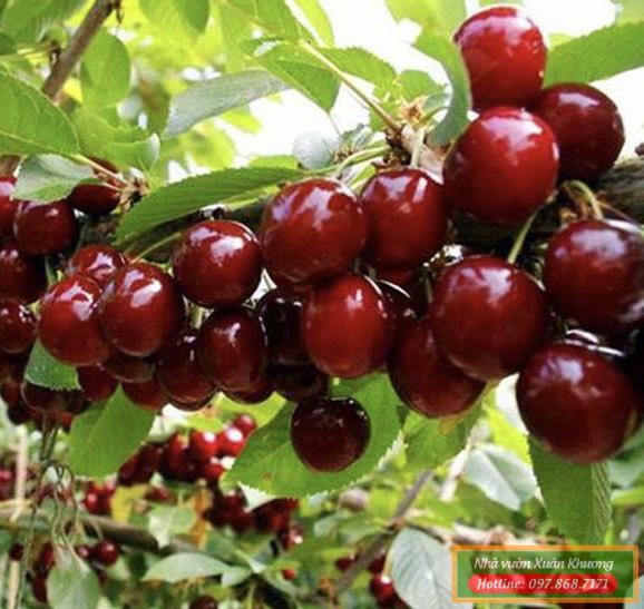 cây cherry anh đào mỹ (2)