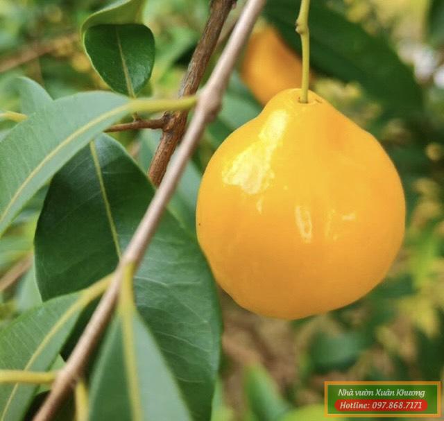 cây cherry vàng (1)