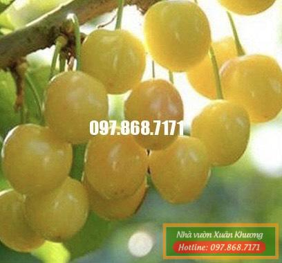 cây cherry vàng (3)