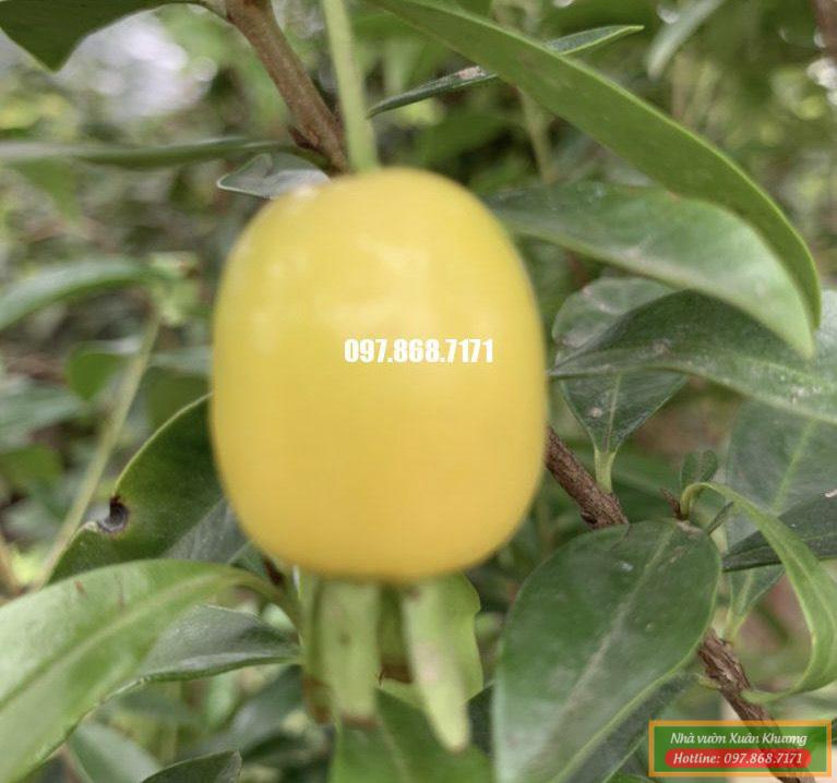 cây cherry vàng (4)