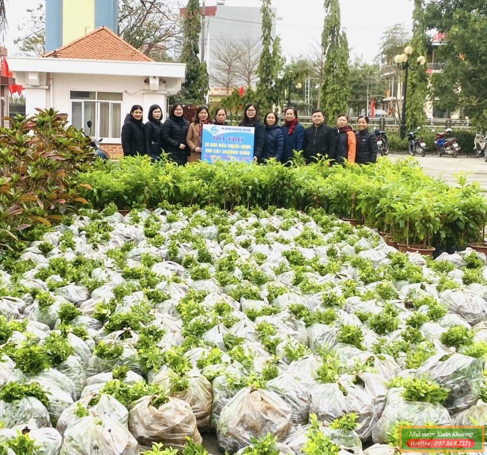 cây chỗi ngọc (3)