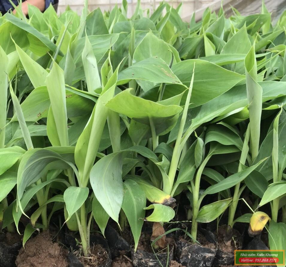 cây chuối cấy mô giống