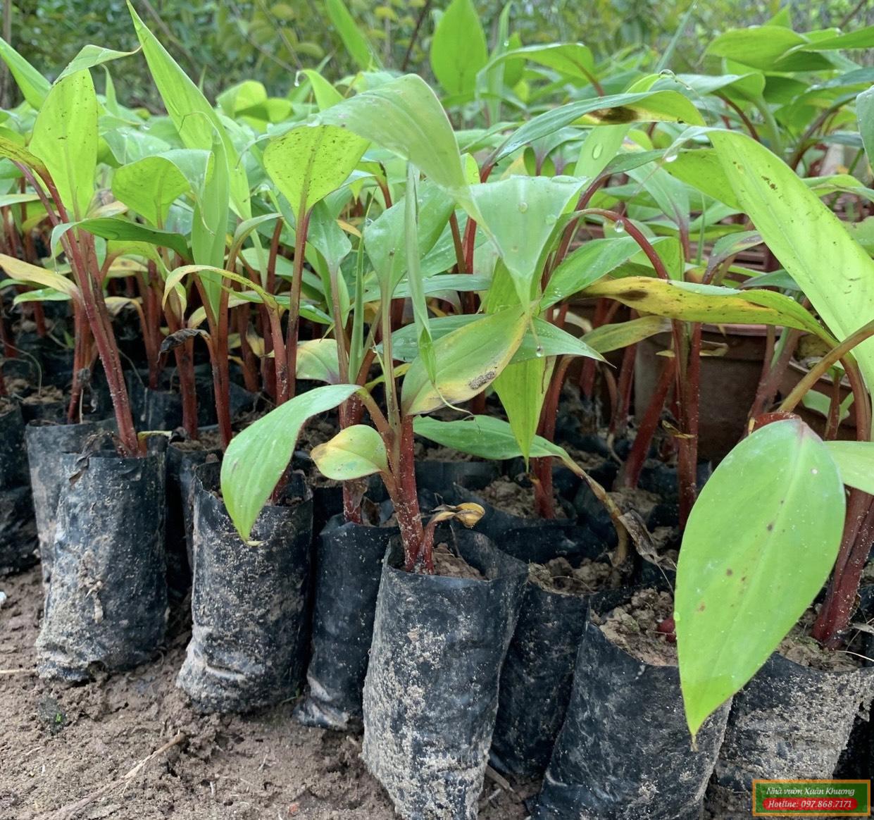 cây chuối đỏ dacca giống (2)