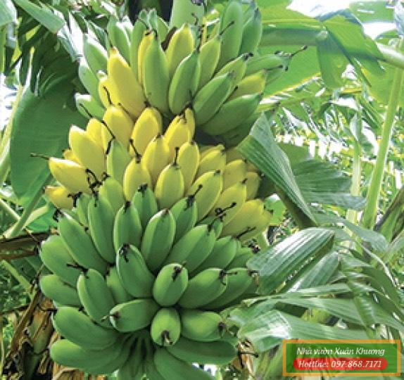 cây chuối tây thái (1)
