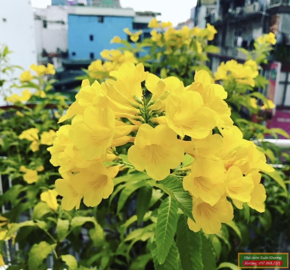 cây chuông vàng (1)