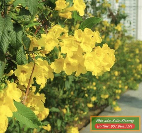 cây chuông vàng (2)