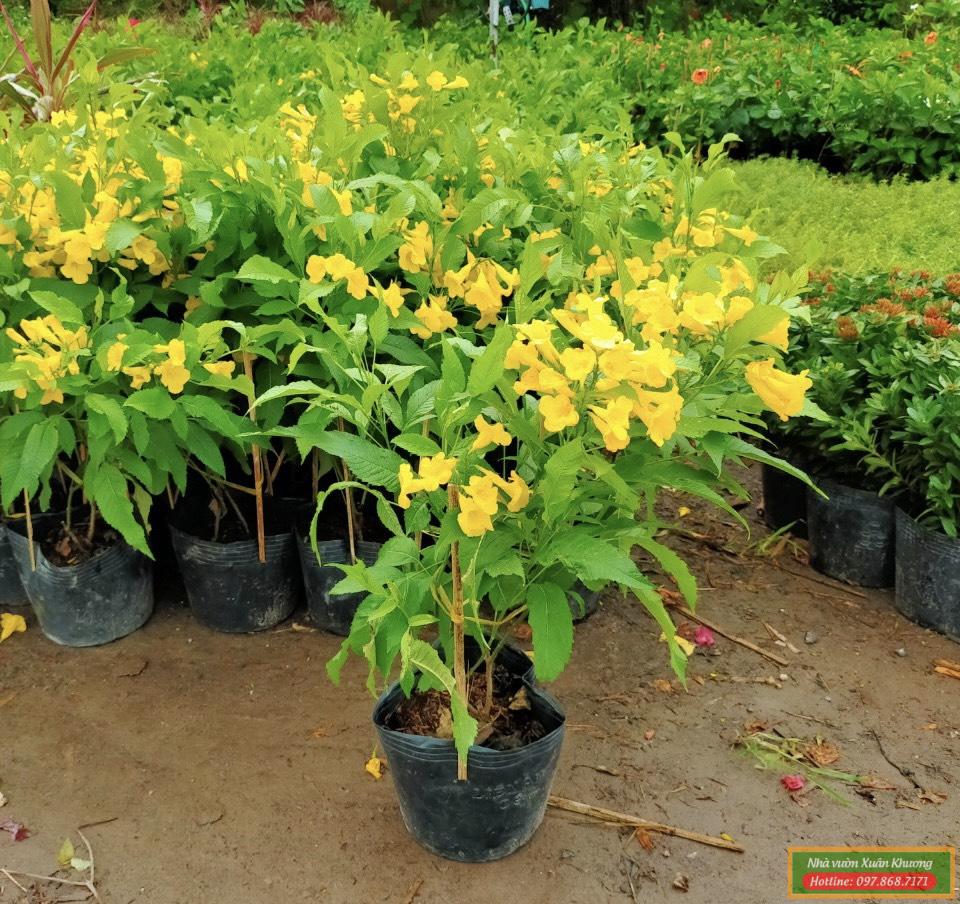 cây chuông vàng (3)