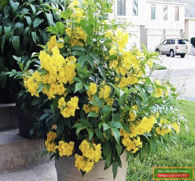 cây chuông vàng (4)