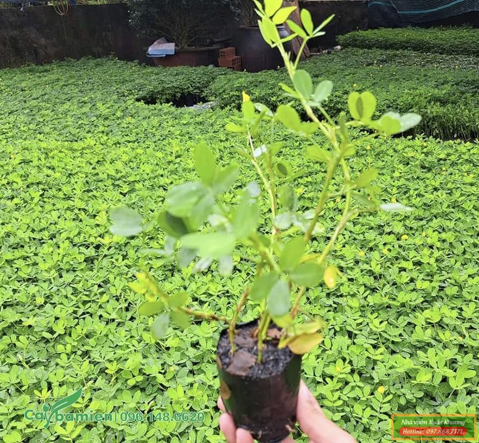 cây cỏ lạc giống