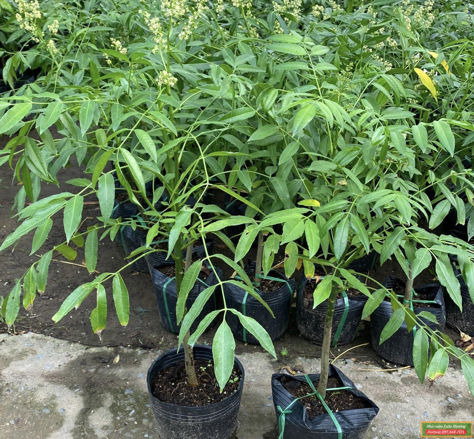 cây cóc thái giống