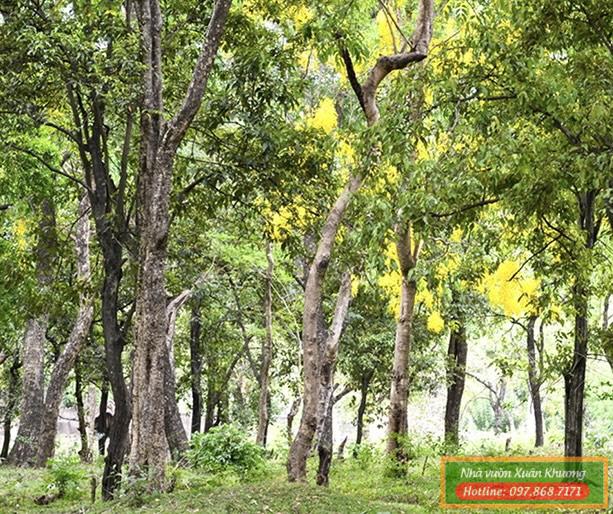 cây đàn hương (1)