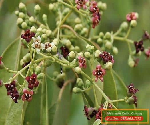 cây đàn hương (2)