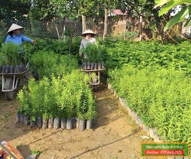 cây đàn hương (4)