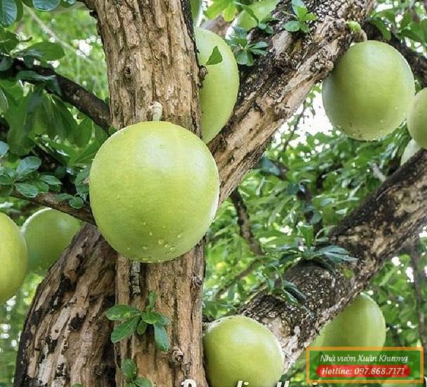 cây đào tiên (1)