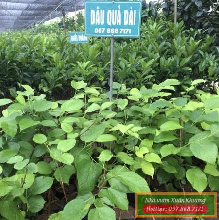 cây dâu quả dài đài loan giống (1)