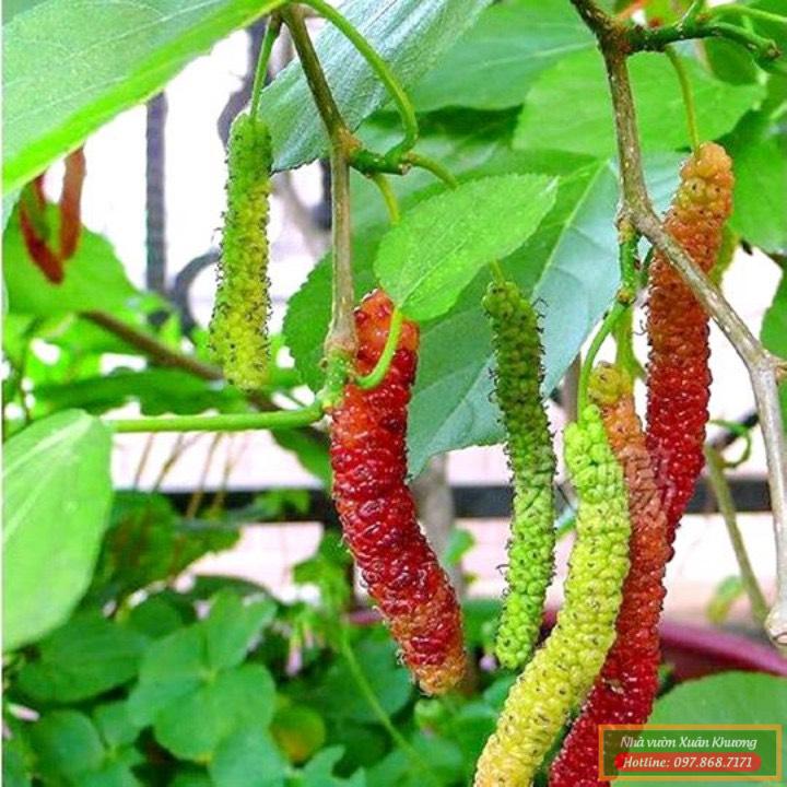 cây dâu quả dài đài loan