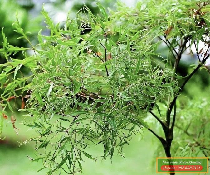 cây đinh lăng (1)