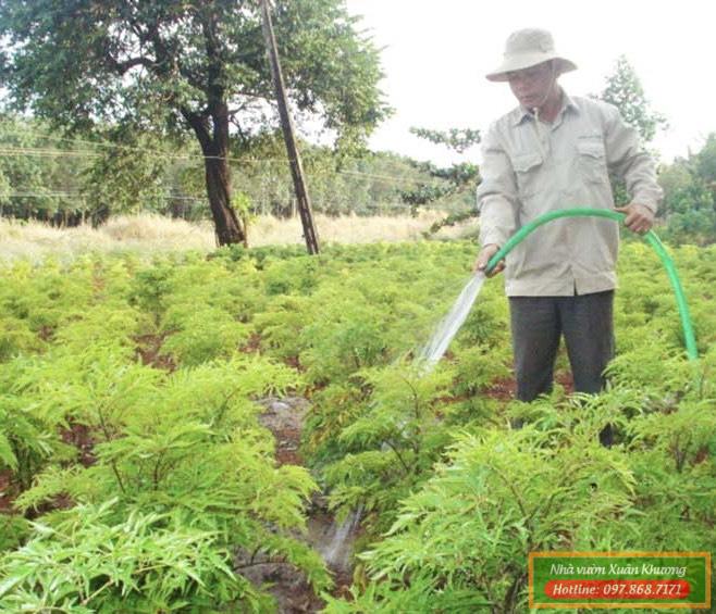 cây đinh lăng (2)