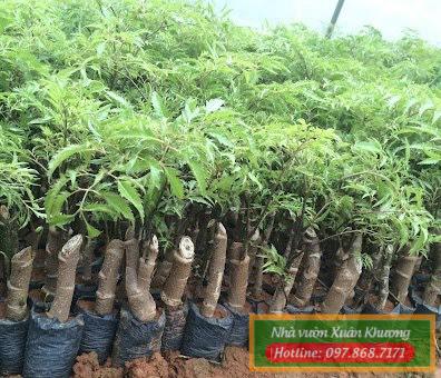 cây đinh lăng giống