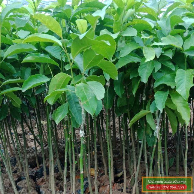 cây dổi giống (1)