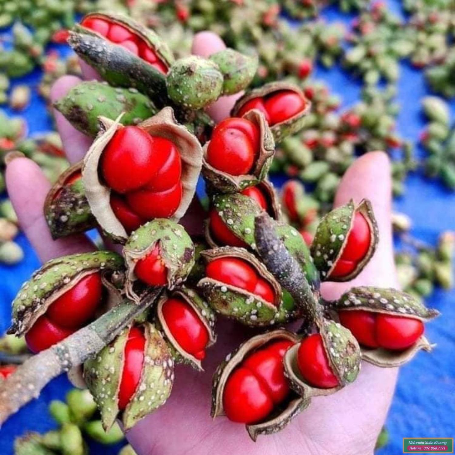 cây dổi giống (3)