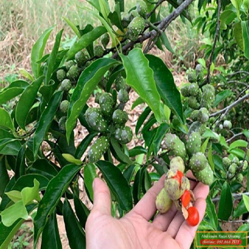 cây dổi sai chĩu quả