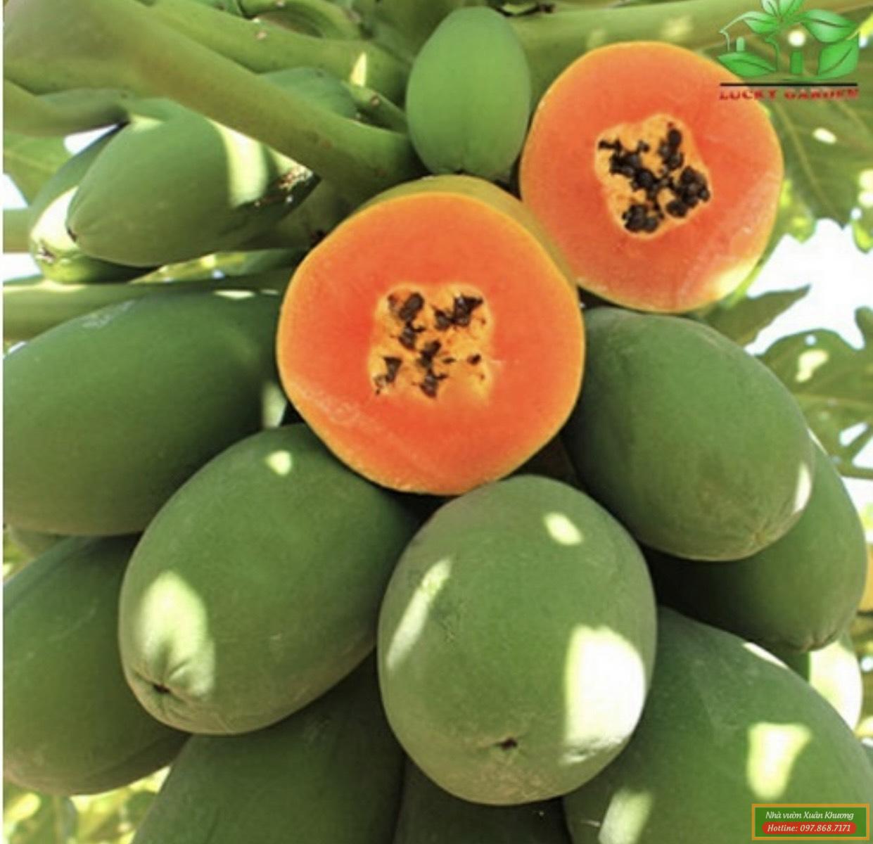 cây đu đủ đài loan (2)