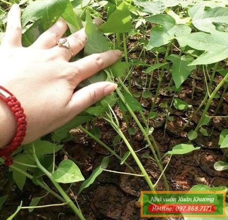 cây đu đủ đực giống