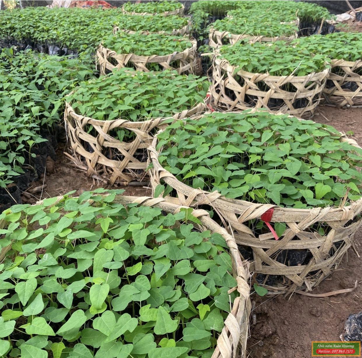 cây đu đủ giống