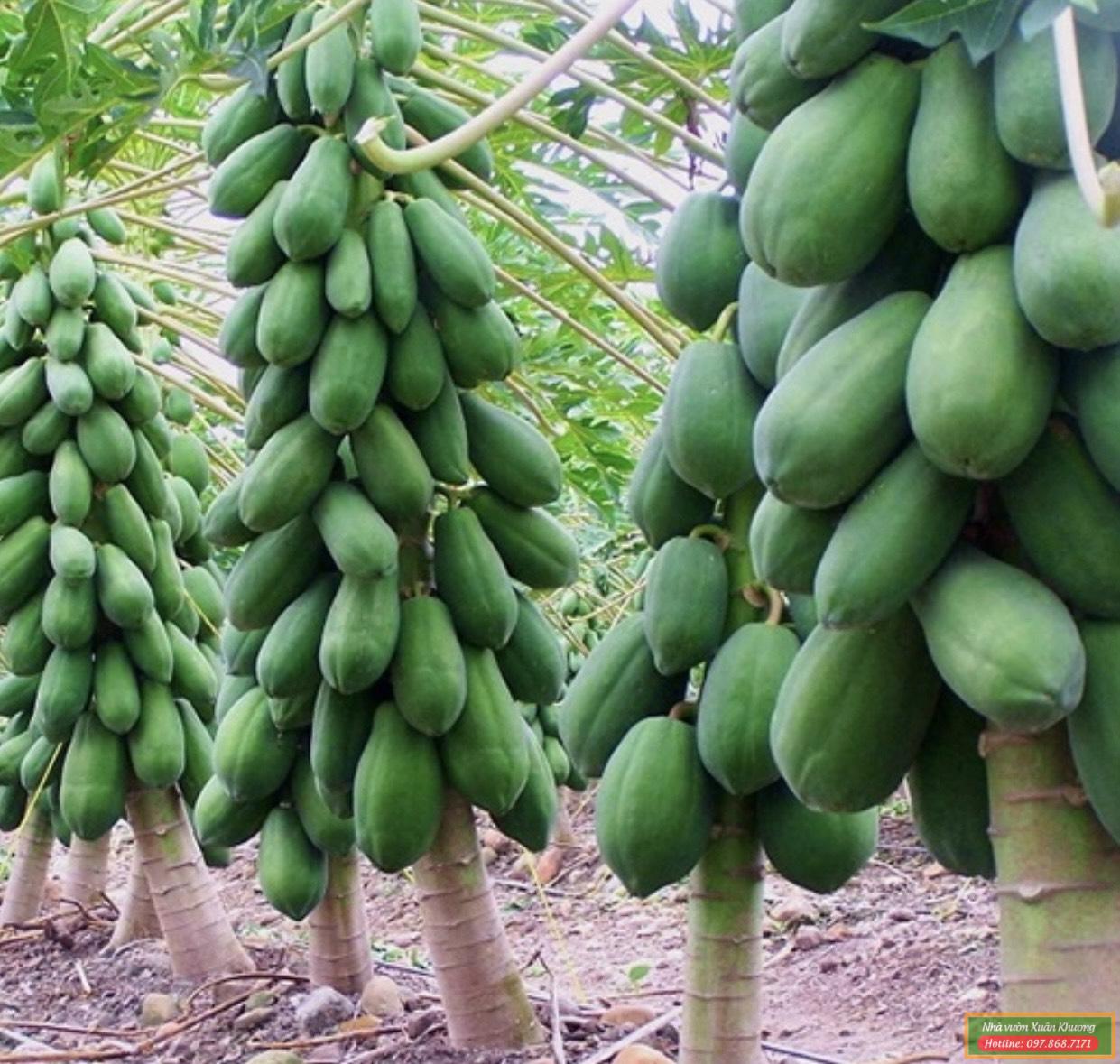 cây đu đủ thái lan (1)