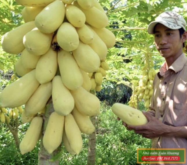 cây đu đủ vàng (1)