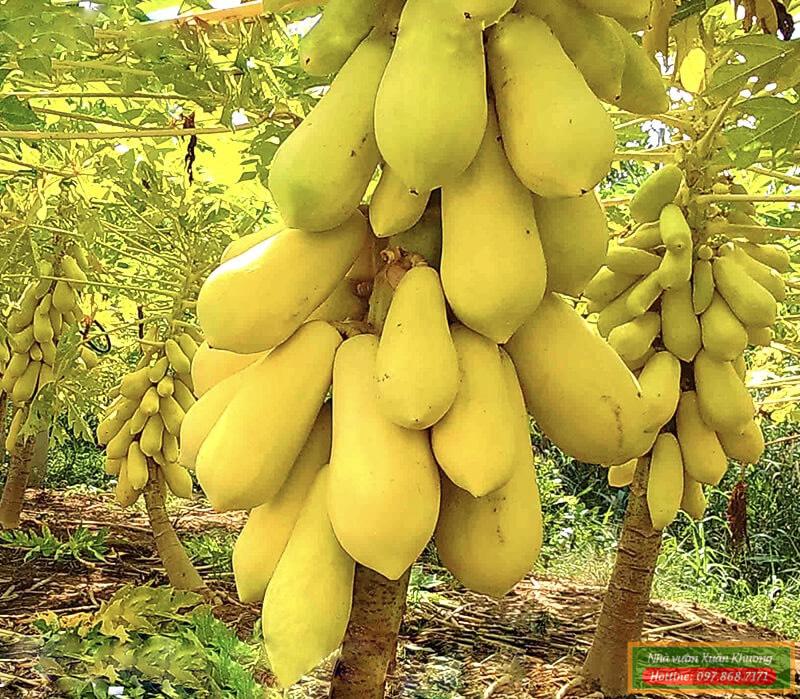 cây đu đủ vàng (2)