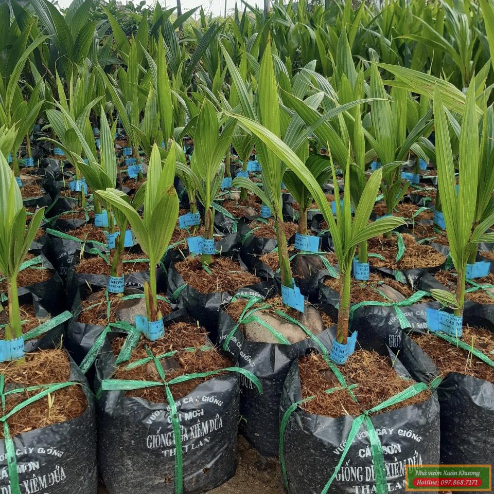 cây dừa dứa giống (2)