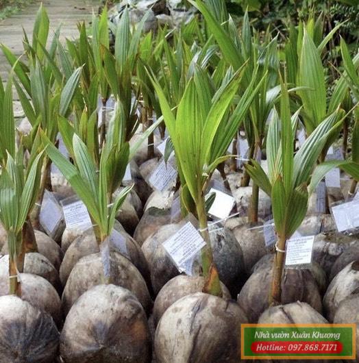 cây dừa sáp giống