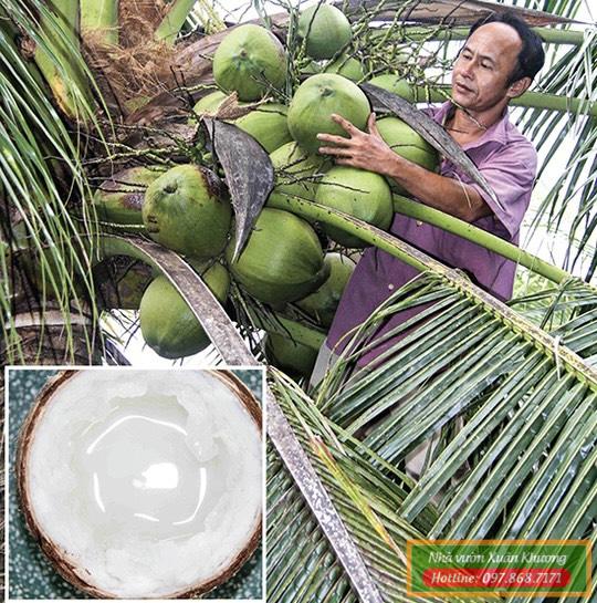 cây dừa sáp